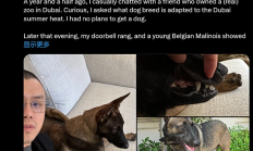 CZ 寵物狗引發(fā)的 Meme 年度鬧劇 以罵聲一片收?qǐng)?></a>
					</div>
					<div   id=