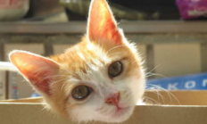 cardano 錢包,cardano錢包下載