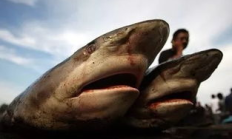 鯊之信交易,心悅游戲交易平臺(tái)