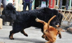 中國比特犬交易論壇,急賣比特犬