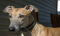 狗類價格,狗的價格和品種大全