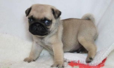 八哥交易,買賣平臺有哪些