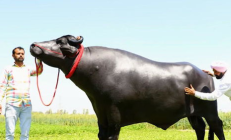 公牛幣的價(jià)格,牛幣多少錢一個(gè)