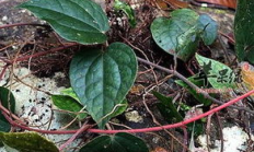 海風(fēng)藤 交易所,海文交易所下載app