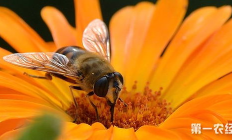 beeswap價格,bee一枚多少錢