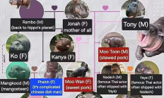 Meme賽道進入“超級周期” 普通人還有機會嗎？