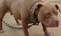 比特犬市場價格,比特犬 價格