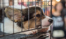 狗搶回錢包,買狗付了錢沒拿狗可以退嗎